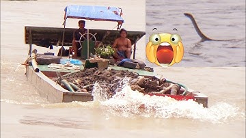 Ghe tàu vượt cống nước chảy mạnh gặp rắn bơi lội trên sông