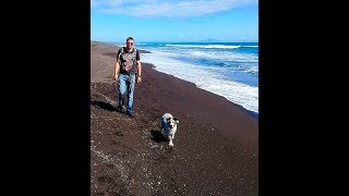 Australian Shepherd