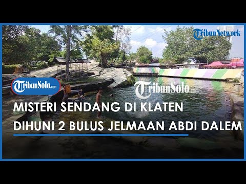 Mitos 2 Bulus Penghuni Sendang Bulus Jimbung Klaten, Jelmaan Abdi Dalem yang Dikutuk Raden Patohan