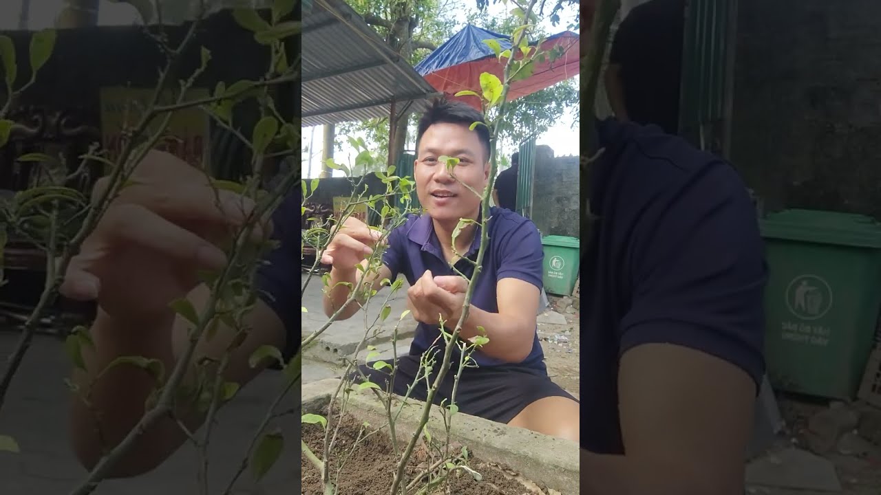Picking lemon leaves as cooking spices