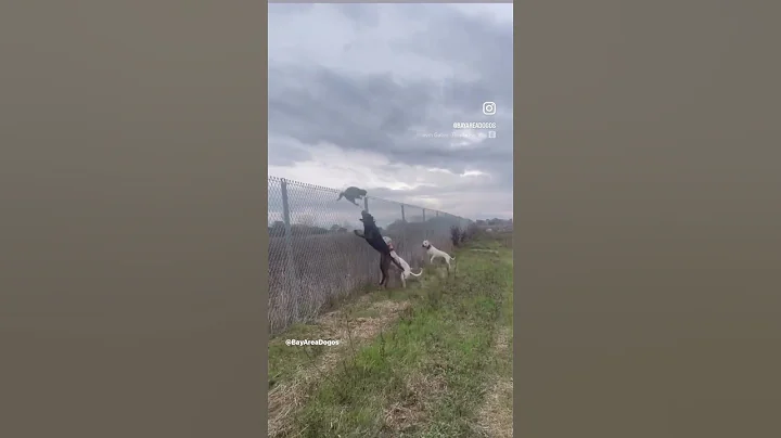 Aggressive Feral cat vs Hunting Dogs! #dogoargentino #belgiummalinois #mastiff