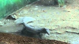 monitor lizard walk slow motion