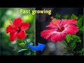 Grow Hibiscus Like a Pro: FAST Results in Just 7 Days!"