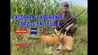 Rececho de corzos en celo. Excopesa Experience II Hungría | Calidad 4K | Hunting roe deer in Hungary