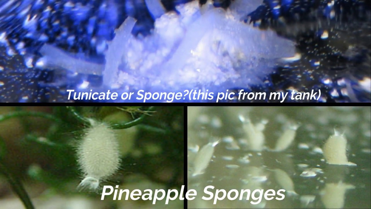 Are Pineapple Sponges A Problem For Saltwater Aquariums? – Reefco Aquariums