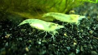 Snowball shrimps