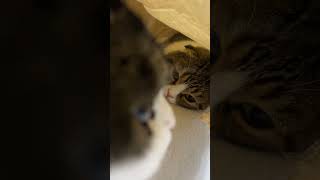 猫の隠れ家を発見しましたw #shorts