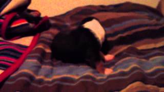 Blue Basset puppy 4 weeks old