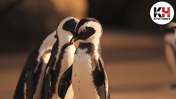 Penguin Fail - Best Bloopers from Penguins Spy in the Huddle (Waddle all the Way)
