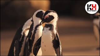 Penguin Fail - Best Bloopers from Penguins Spy in the Huddle (Waddle all the Way)