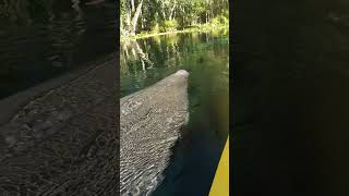 When the magic comes to you! A gorgeous Manatee surfaced right by our kayak