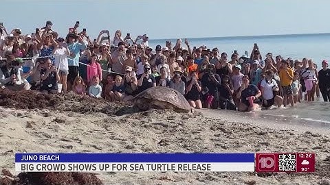 Massive sea turtle returns to the ocean off Florida after treatment for a boat strike