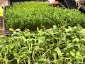 Grow Leafy Greens in 10 Days--Year Round
