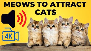 Cat Magnet: Calling All Cats to Come to You | Cat Meowing | Cat Sound | Cat Videos by Animalistic 4K 754 views 1 year ago 1 minute, 37 seconds