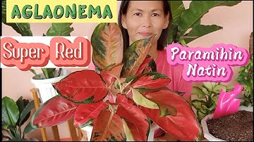 AGLAONEMA SUPER RED PARAMIHIN NATIN CherryBoterPH