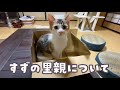 母猫に捨てられ保護した子猫すずの里親について