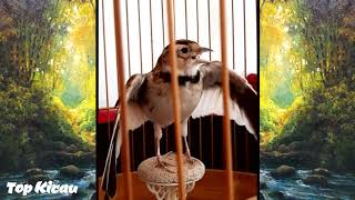 Mongolian Lark Mewah Super Gacor Suara Exotis