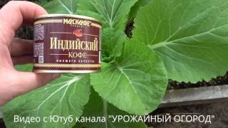 видео Кофе от муравьев: уничтожаем насекомых дома и в огороде