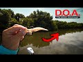 BEST SHRIMP LURE EVER? TESTING THE FAMOUS DOA SHRIMP!