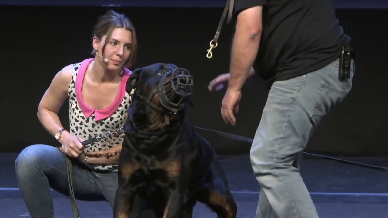 Centre Hervé Pupier - Formation Educateur canin