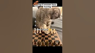 Top 5 momen lucu kucing 😹 #videolucu #funnyvideo #meme #memesdaily