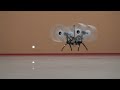 Beginning of video