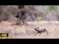4K Wildlife Paradise | Hyena And Vultures Fight For Prey - Wild Version With Soft Piano Music