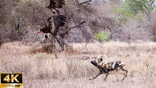 4K Wildlife Paradise | Hyena And Vultures Fight For Prey - Wild Version With Soft Piano Music