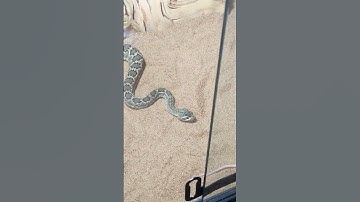 Mojave Rattlesnake Strike! WARNING live feeding! Subscribe for more. 😀 #venomoussnakes #stretchgang