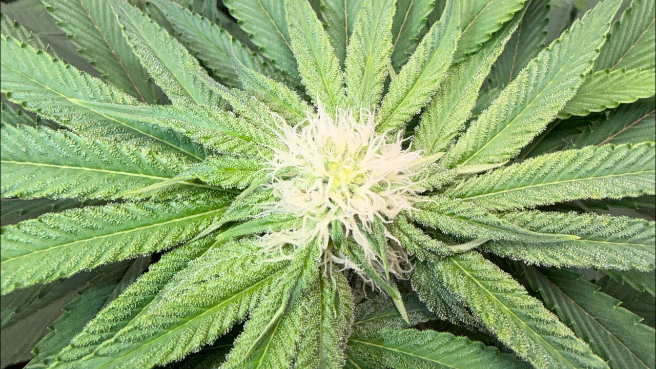 Runtz/Coffin Candy by Doja Grow series pt.13 (day 22 flower) 