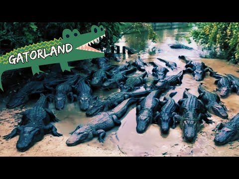 Feeding the Alligators at Gatorland in Orlando, FL - YouTube