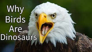 Why Birds Are Dinosaurs