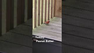 Nice Cardinal Eating Peanut Butter