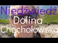 Niedźwiedź w Dolinie Chochołowskiej