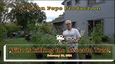 How to save a sick dying avocado fruit tree from root rot | Part 1