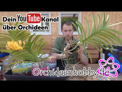 Video: Orkide Potunu necə dəyişdirmək olar: 14 addım (şəkillərlə)