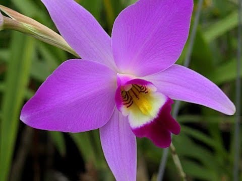 Unboxing de orquideas!!! laelia anceps - thptnganamst.edu.vn