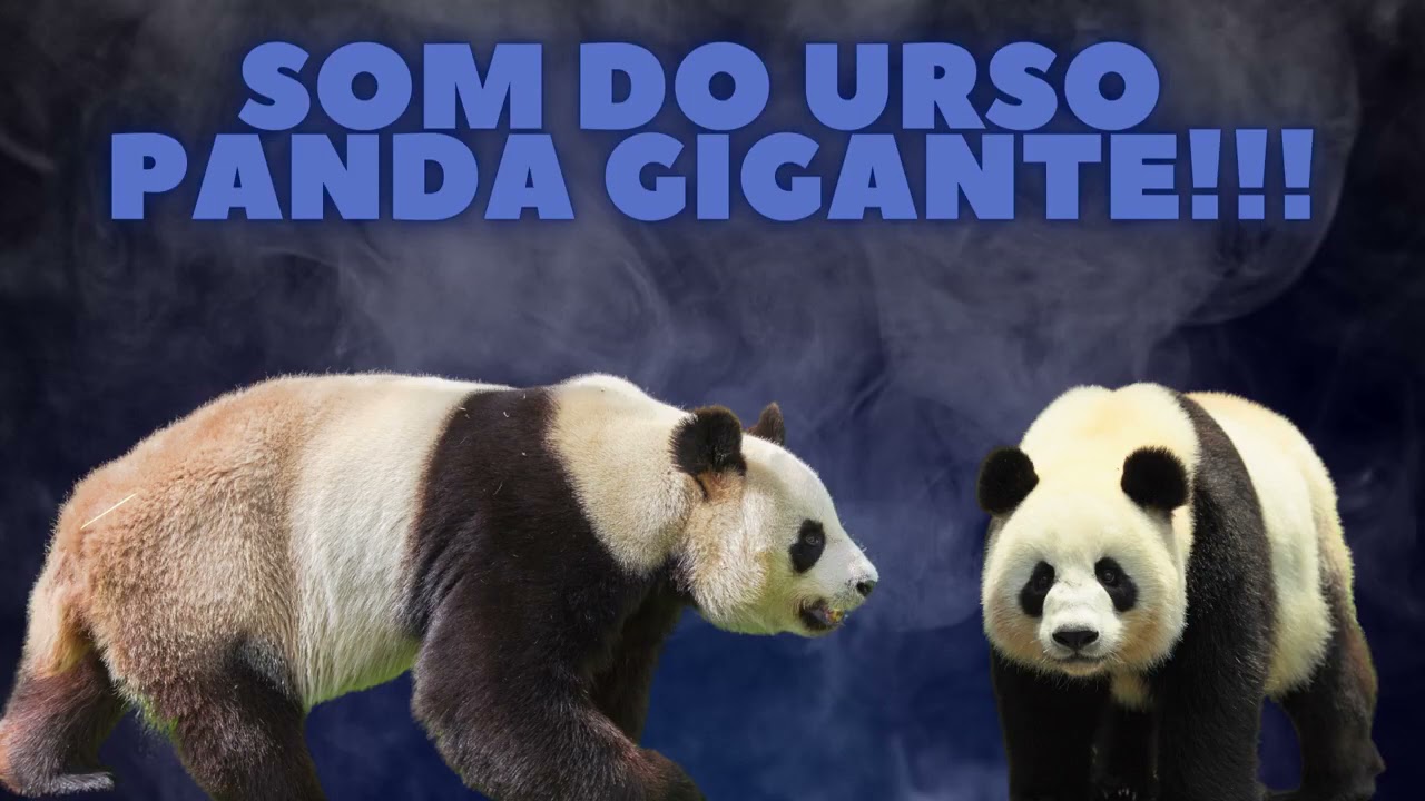 SOM DE ANIMAIS – SOM DE URSO - BARULHO DE URSO - AUDIO DE URSO
