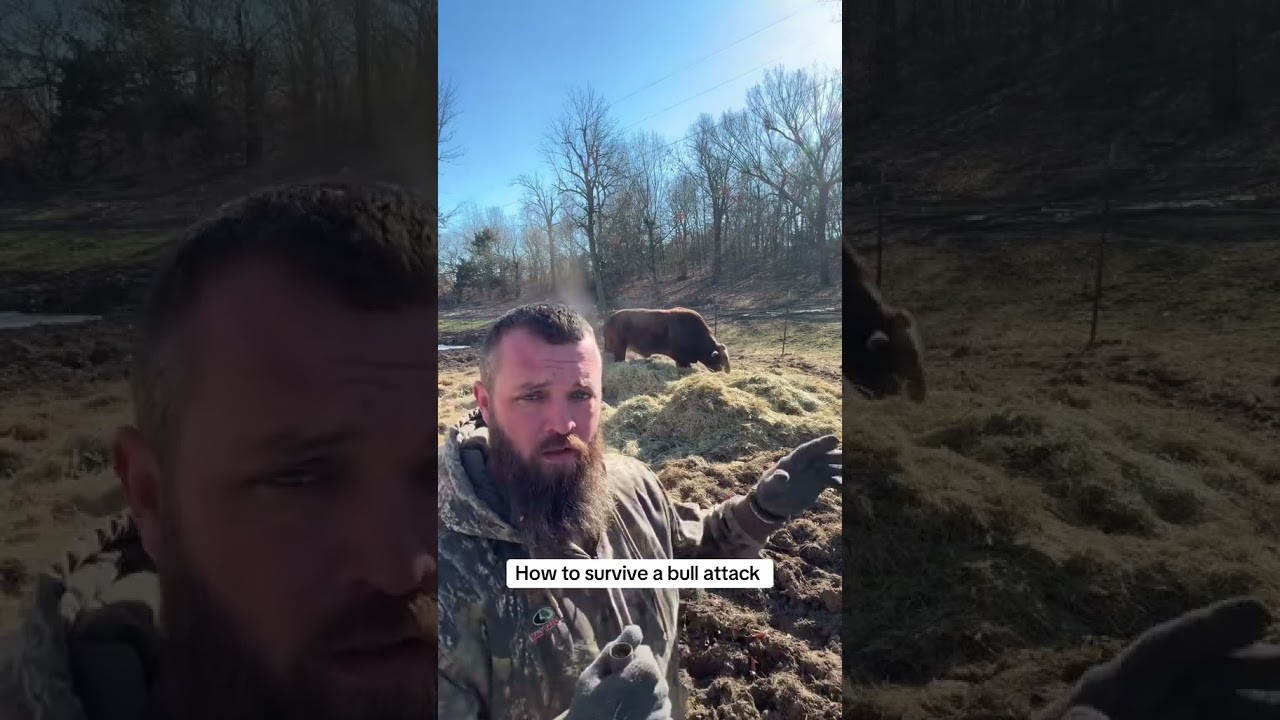 How to survival a bull attack 