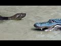 This Anaconda Kill An Alligator