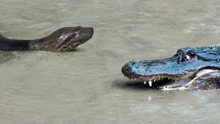 This Anaconda Kill An Alligator