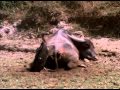 Vultures feasting on a carcass, India, 1968 from Louis Malle documentary.