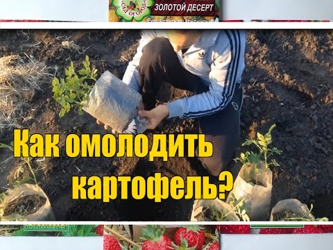 Выращивание картофеля / Идеальный посадочный материал / Оздоровление ростками