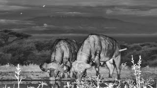 Buffalos Have An Early Morning Drink Under Mount Kilimanjaro