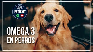 Omega 3 en perros