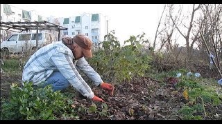 Обрезка ремонтантной малины на зиму Обрезка ремонтантной малины на зиму