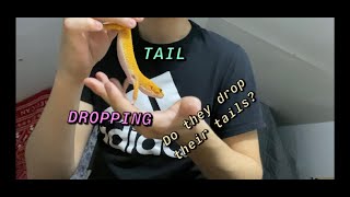 Do Leopard Geckos DROP their TAILS | Reasons | How to HOLD your Leopard Geckos by their TAILS