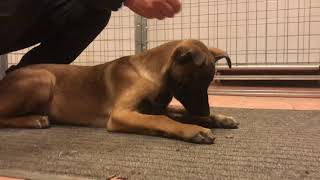 Indication Training For Tracking Dogs