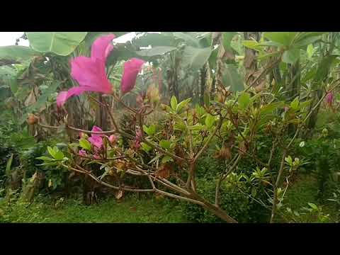 Video: Azalea India Dan Jepang - Tumbuh Dan Dirawat