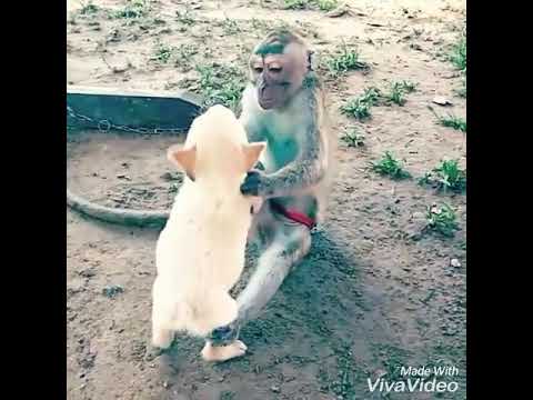 monyet vs anjing - YouTube
